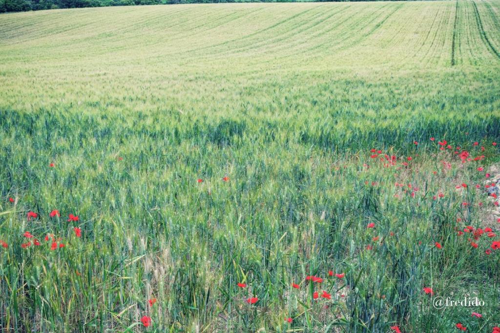 Les lavandes nuit insolite Provence Alpes Cote dAzur Valensole 13
