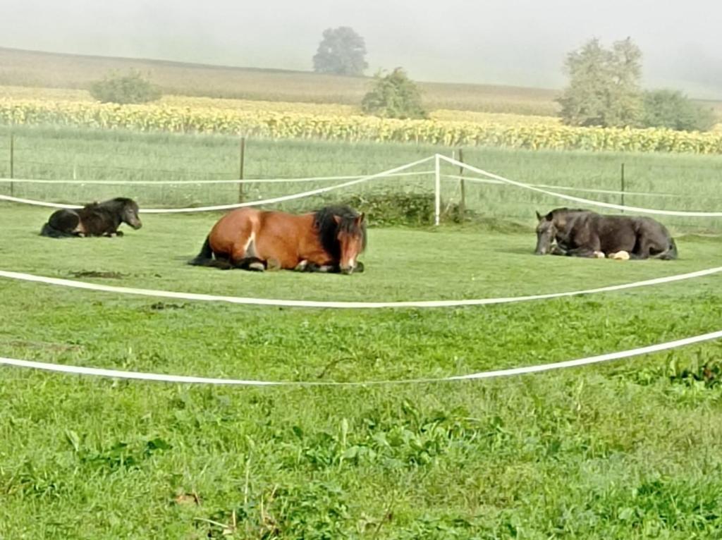 Roulotte de la Ferme Les Chenevieres nuit insolite Region non trouvee Ville non trouvee 13
