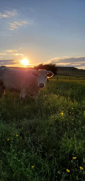 Roulotte de la Ferme Les Chenevieres nuit insolite Region non trouvee Ville non trouvee 14