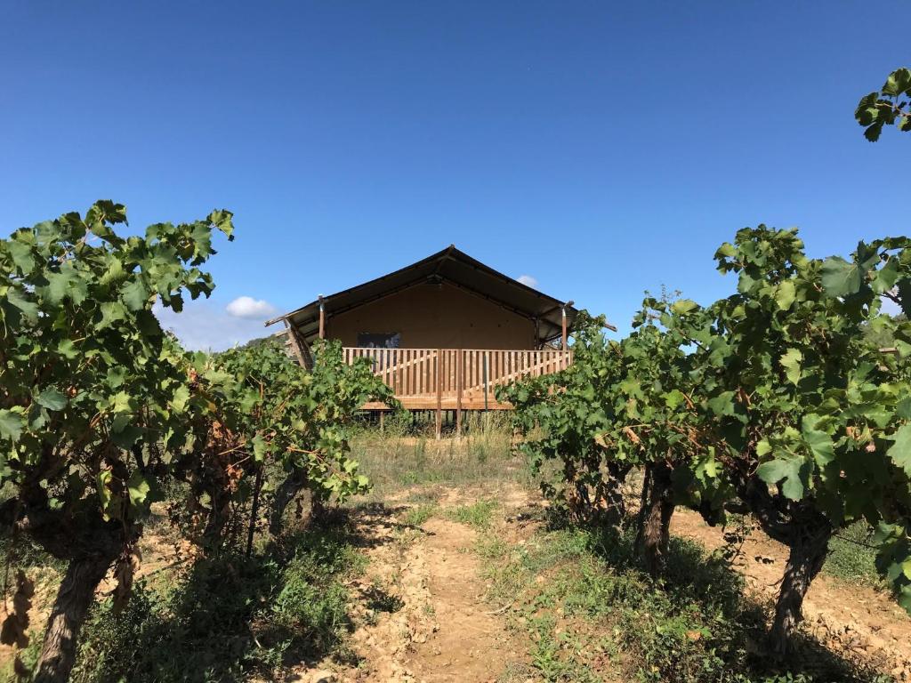 Safaritent Glamping de LOlivigne nuit insolite Languedoc Roussillon Bize Minervois 9